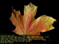 Leaf (with bump mapping)
